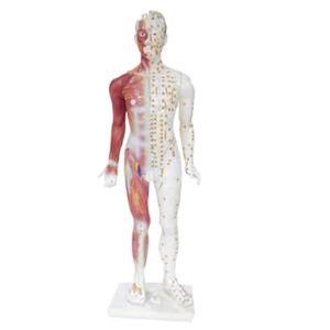 หุ่นจำลองแสดงกล้ามเนื้อและจุดฝังเข็ม