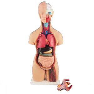 หุ่นจำลองแสดงอวัยวะภายในแสดงเพศ 55 ซม.