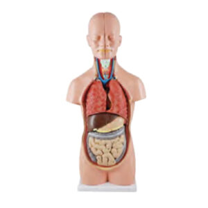 หุ่นจำลองแสดงอวัยวะภายในมนุุษย์  50 ซม.