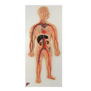 Human Blood Circulation System-Type 1