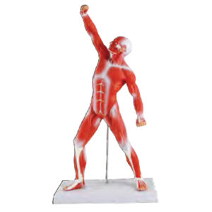 หุ่นจำลองร่างกายมนุษย์แสดงกล้ามเนื้อ 50 CM