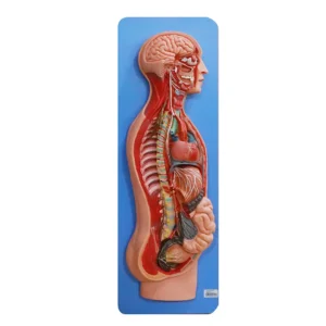 SYMPATHETIC NERVOUS SYSTEM
